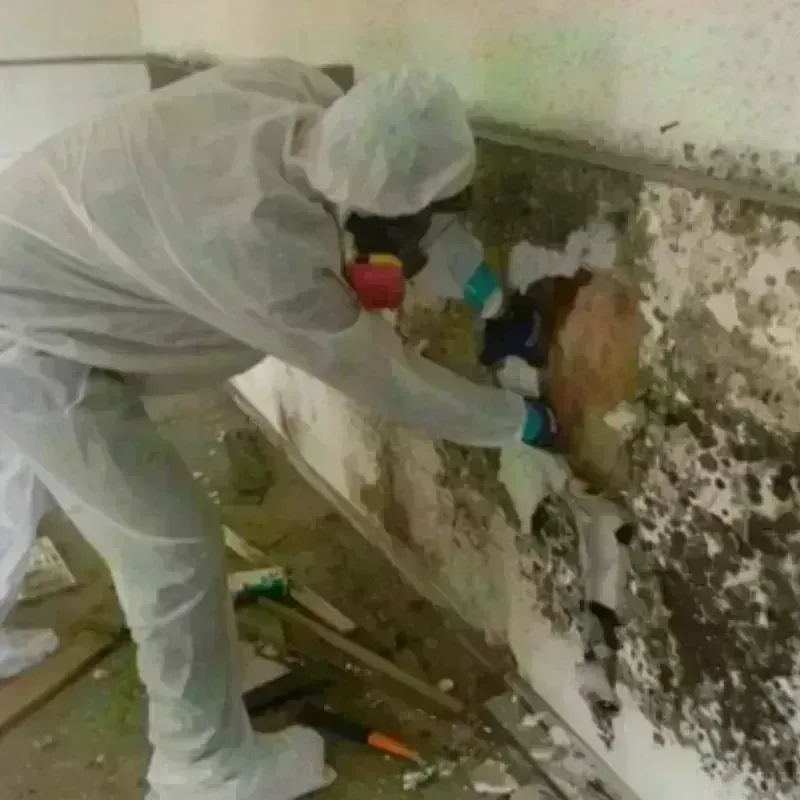 Mold Remediation and Removal in Cleveland Heights, OH